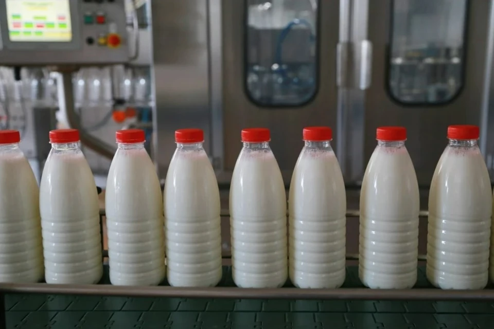 В 2023 году запланировано получить 1,6 млн тонн молока Фото: Мария ЛЕНЦ