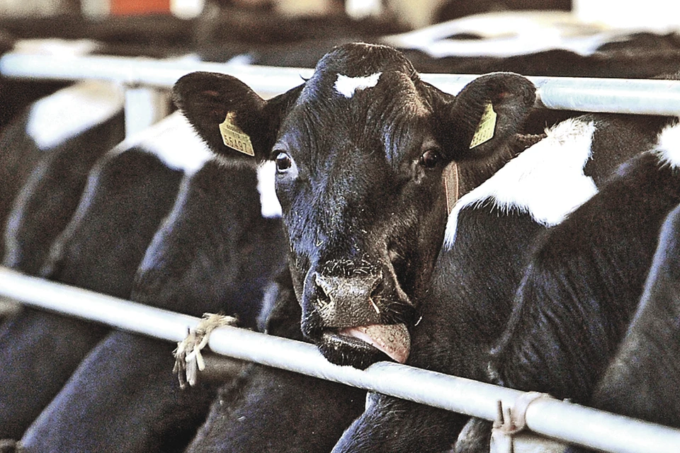 За 30 лет поголовье коров в России упало почти втрое.