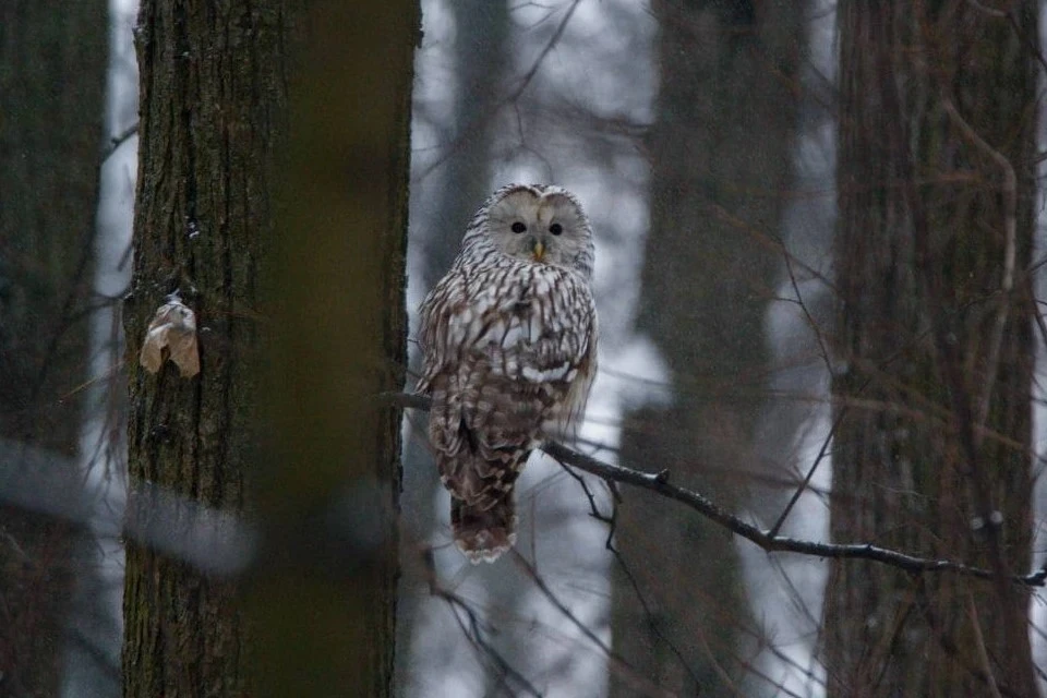 Серая неясыть - eBird