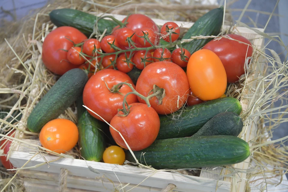 В прошлом году в Челябинской области вырастили 39,7 тыс. тонн тепличных огурцов и томатов.