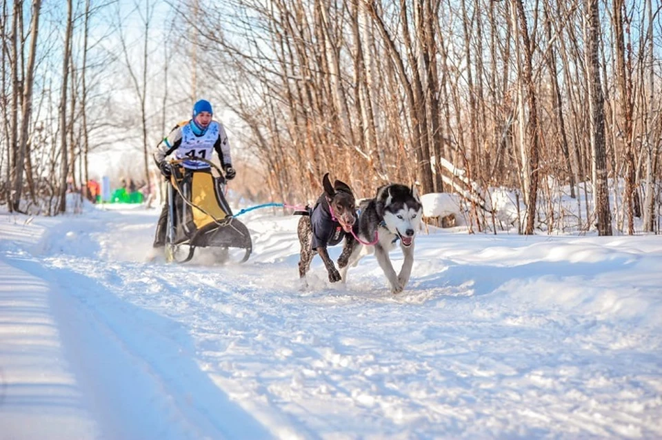 Заезд в дисциплине «Нарта-спринт» с двумя собаками. Фото предоставлено героем публикации