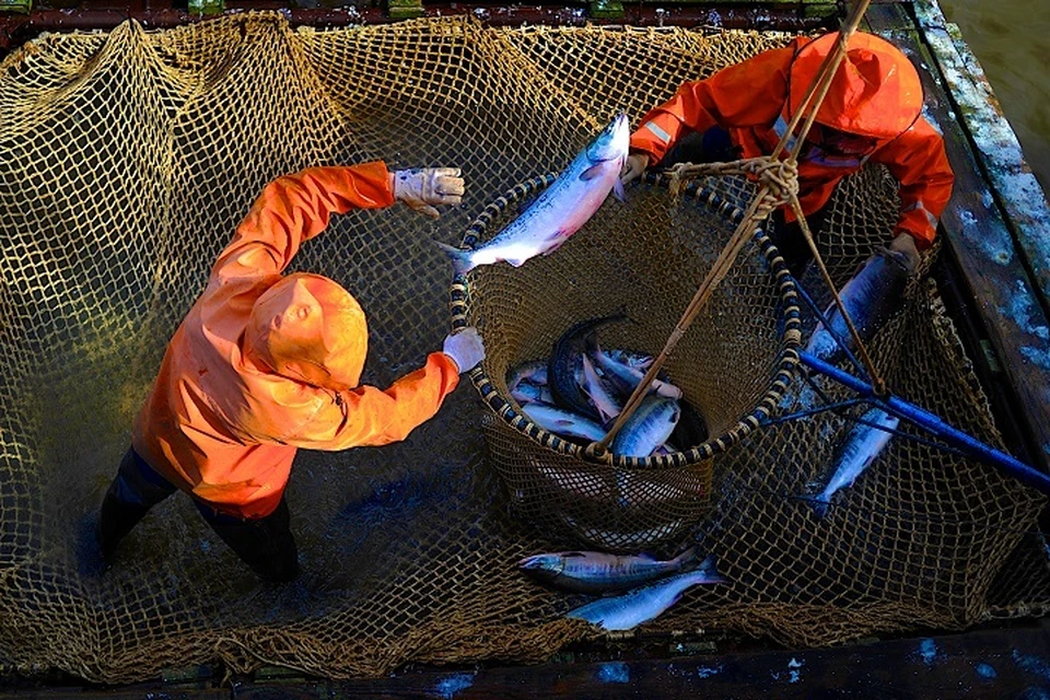 Ограничения на вылов рыбы в рамках лососевой путины сохранят в Хабаровском крае