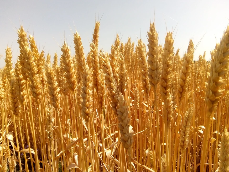 В список попали семена пшеницы, кукурузы, подсолнечника.