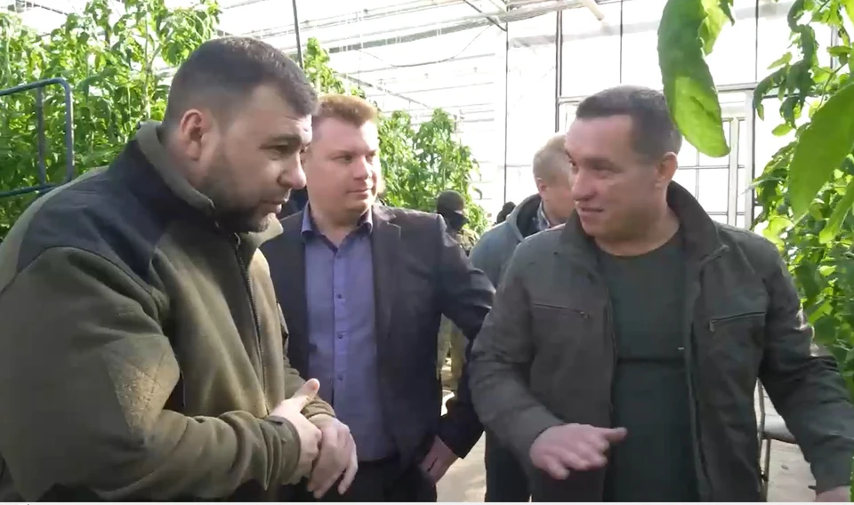 Денис Пушилин рассказал о планируемом расширении тепличных хозяйств в ДНР. Фото: скриншот с видео руководителя ДНР в телеграм-канале