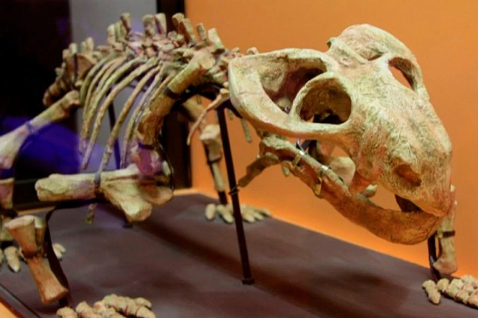 На выставке представят реконструкцию головы эльфантозавра. ФОТО: Правительство кировской области.