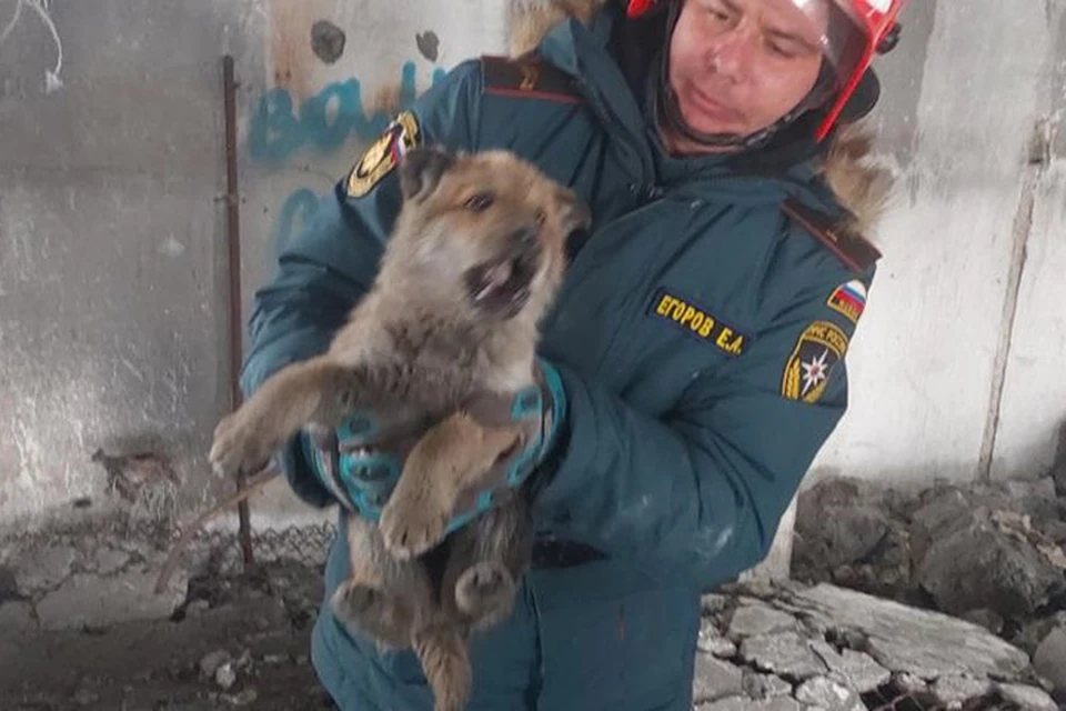 Чтобы спасти собаку, специалистам пришлось воспользоваться болгаркой.