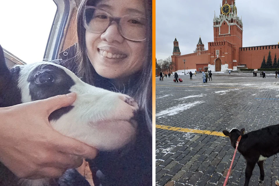 31 января Алиса Дэй решила прогуляться с теленком по Красной площади.