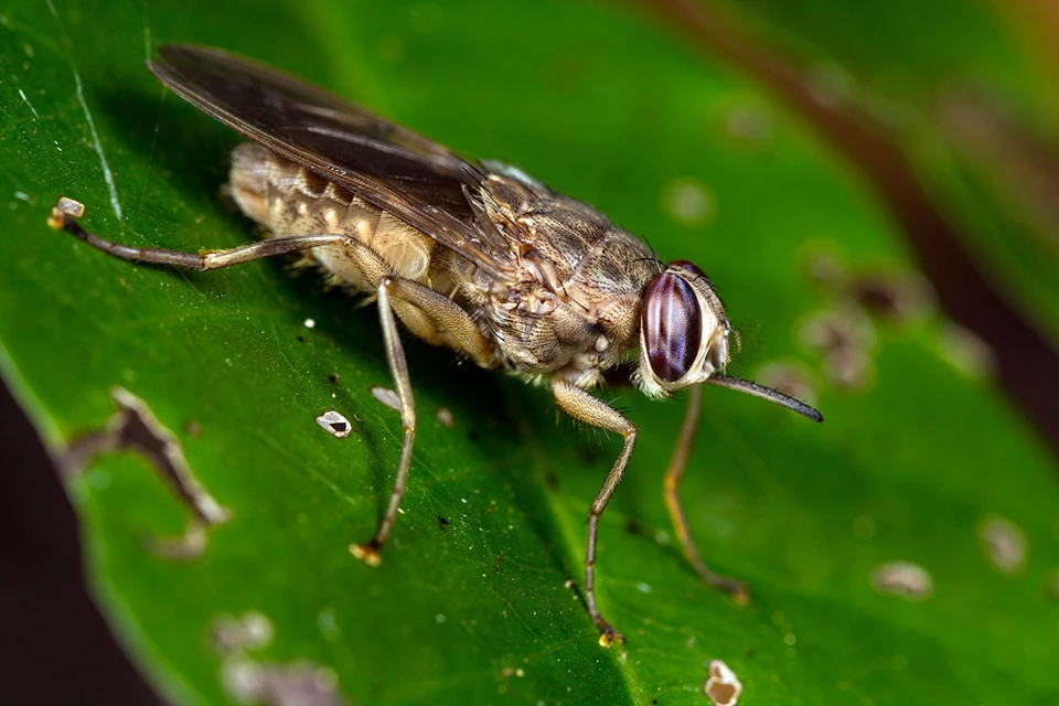 Ученые придумали, как бороться с мухами Цеце их же оружием.