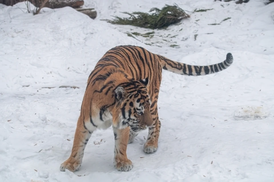 Конфликтного амурского тигра отловили в Хабаровском крае