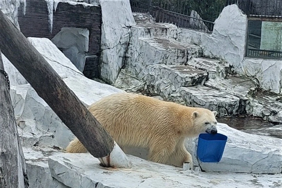 В хабаровском зоосаде отметят Международный день полярного медведя