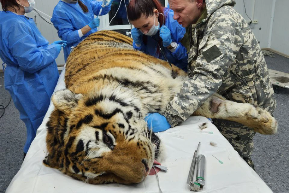 Из-за травмы тигр не мог полноценно добывать диких животных