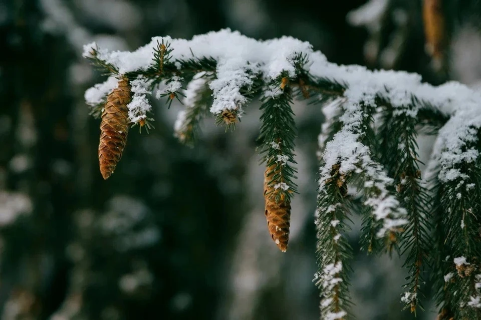 27 февраля в Ижевске будет снежно. Фото: Мария Бакланова