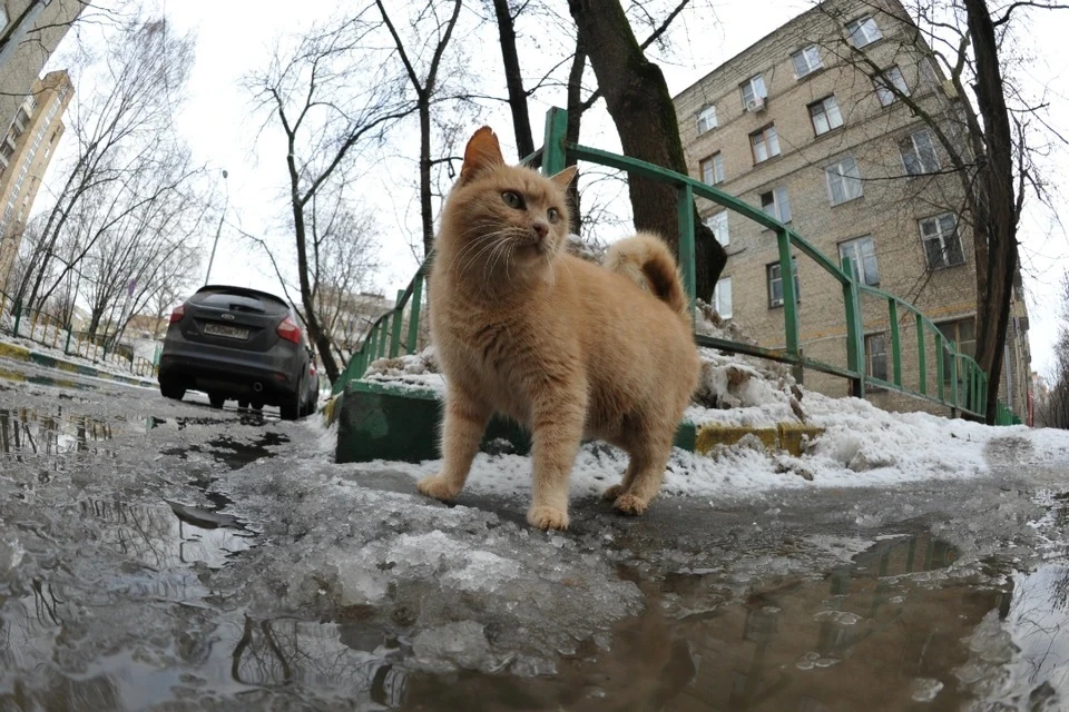 Зима в Москве была на 1,2 градуса выше климатической нормы