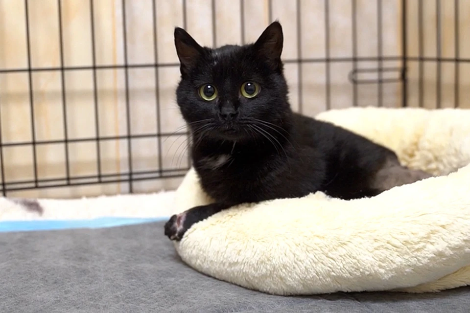 Кошка ищет новый дом.