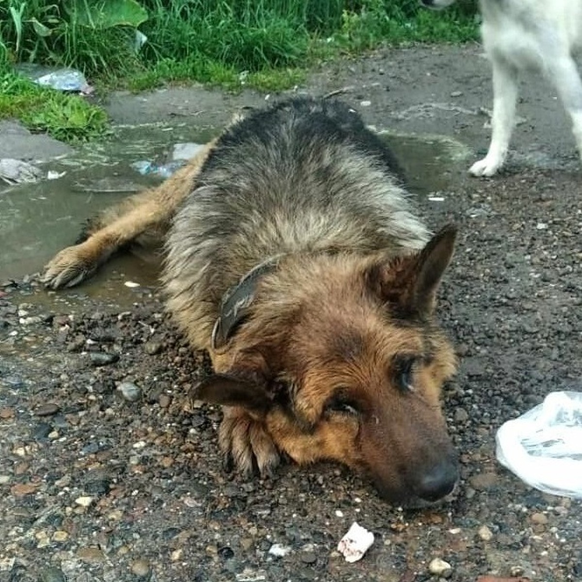 Опарыши ели полуживого пса прямо в луже»: томичи спасли выкинутую больную  овчарку - KP.RU