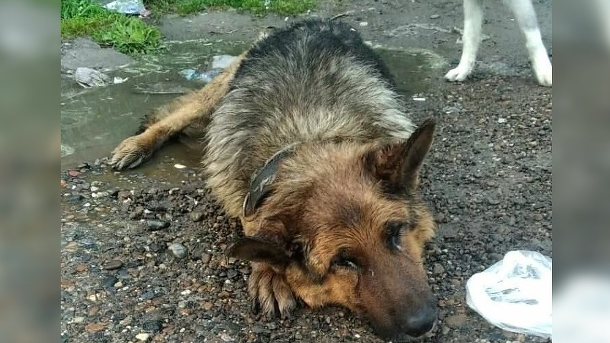 Опарыши ели полуживого пса прямо в луже»: томичи спасли выкинутую больную  овчарку - KP.RU