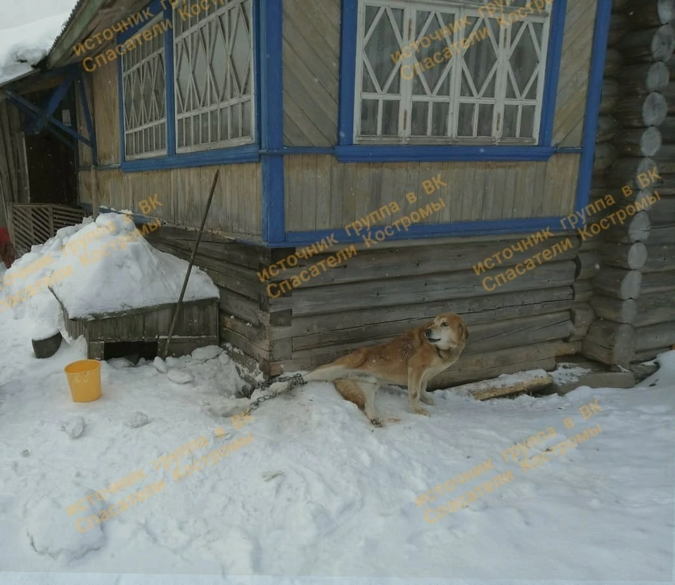 Фото: официальная группа ВК "Спасатели Костромы"
