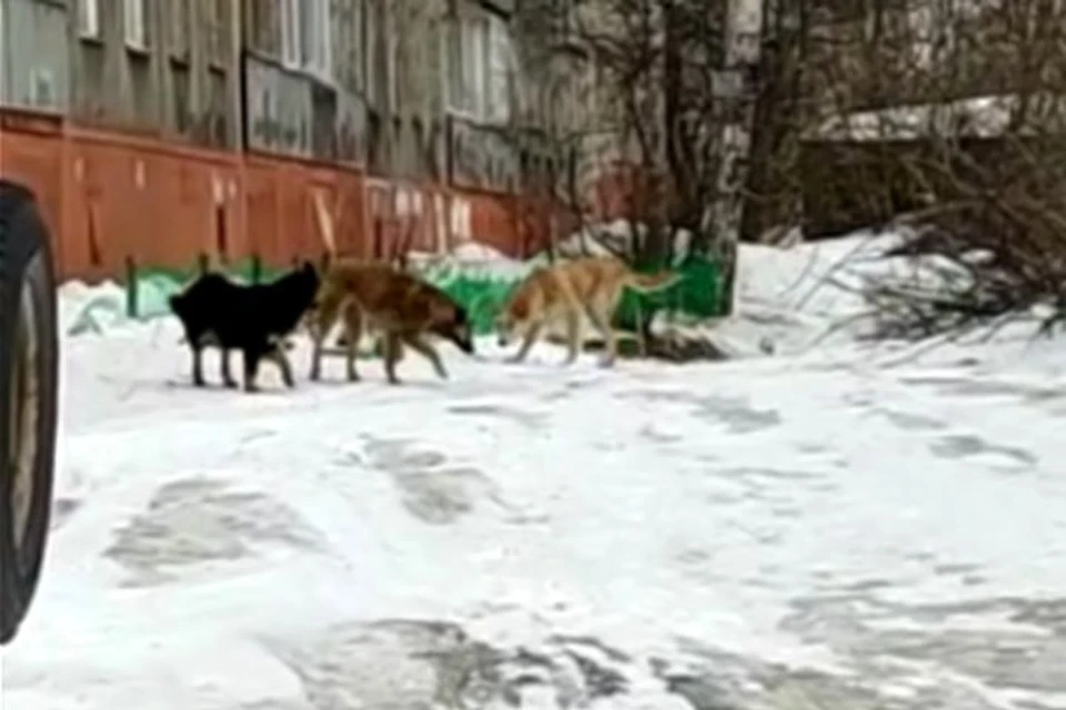 Собаки, напавшие на сибирячку, бродят по району. Фото: предоставлено Юлией.