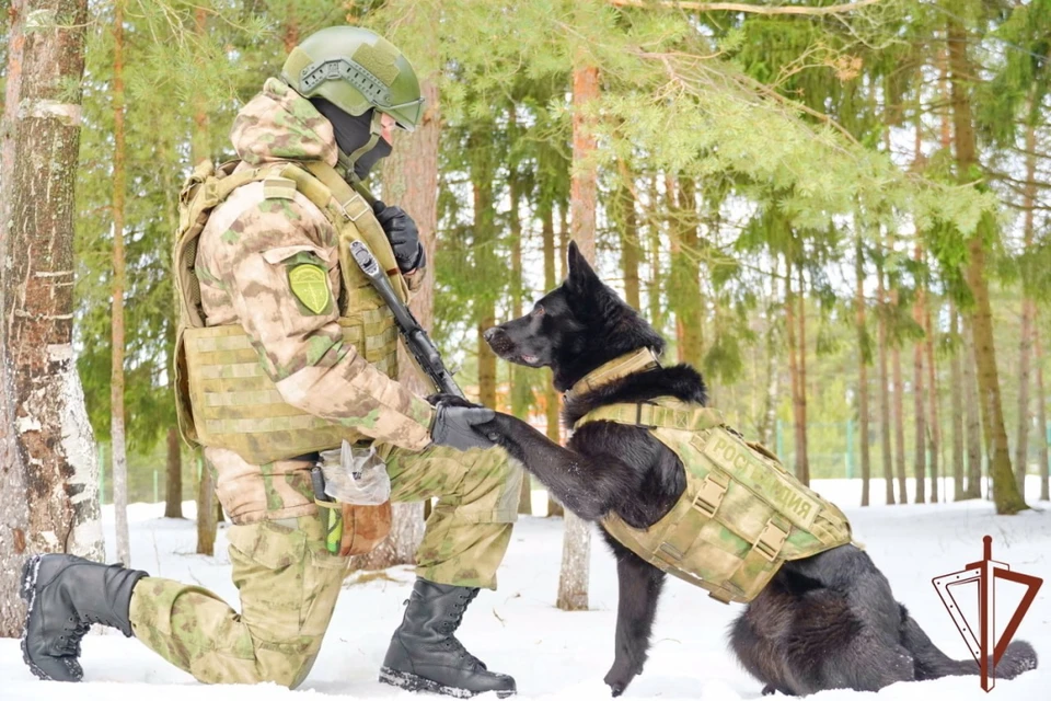 Росгвардейцы в Ленобласти тренируют собак искать взрывчатые вещества от НАТО. Фото: Росгвардия