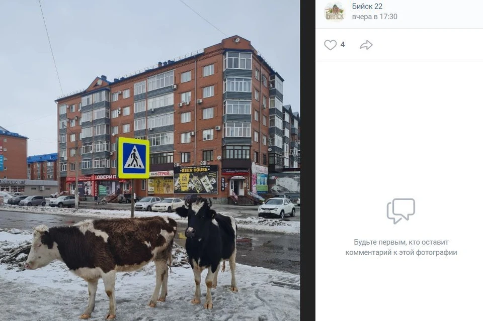 Коровы на улицах Бийска. Фото: скриншот с паблика "Бийск 22"