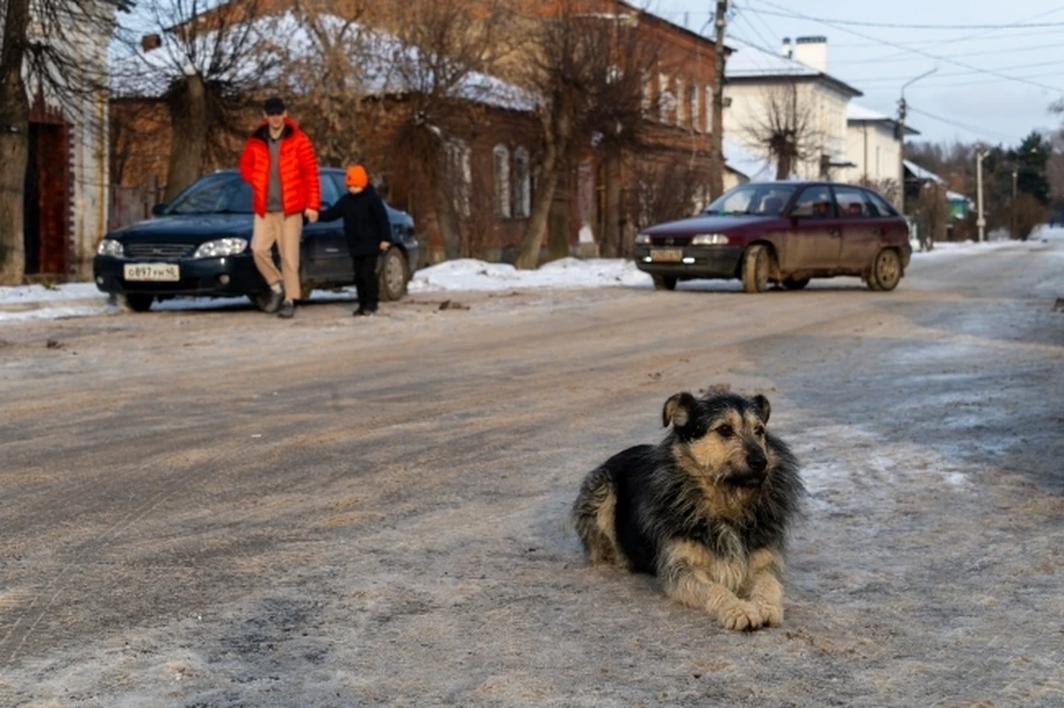 Прокуратура проводит проверку после нападения собак на женщину в Хабаровске