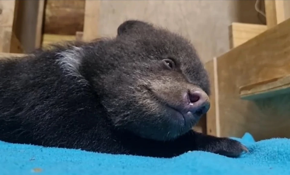 Фото: скриншот из видео, представленного Центром спасения медвежат сирот