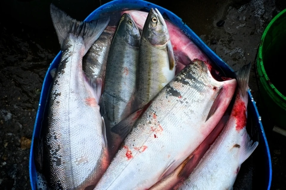 Браконьеров осудили за незаконную ловлю лосося в Магаданской области
