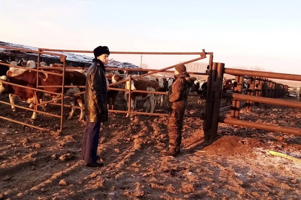 На ферме в селе Новые Решеты погибло около 400 коров. Фото: прокуратура НСО