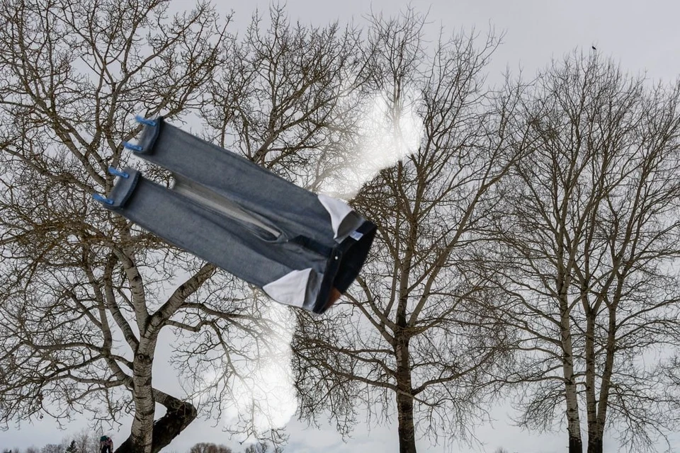 В Новосибирске заметили на дереве первые перелетные штаны. Фото: Михаил ФРОЛОВ/коллаж.