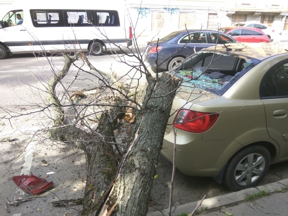 В Ростове на несколько машин упало дерево