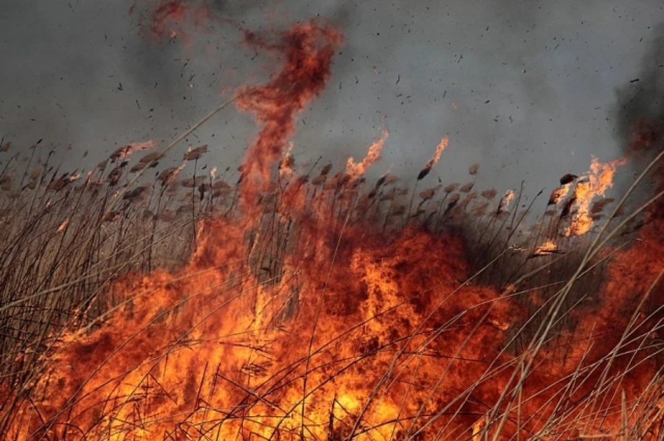 Из-за горения камыша в 8 районах Астраханской области может появиться запах гари