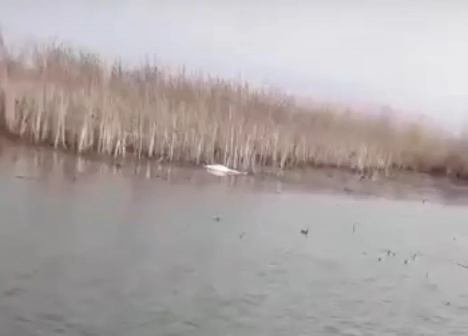 На территории охотохозяйства «Дальний кордон» гибнут лебеди