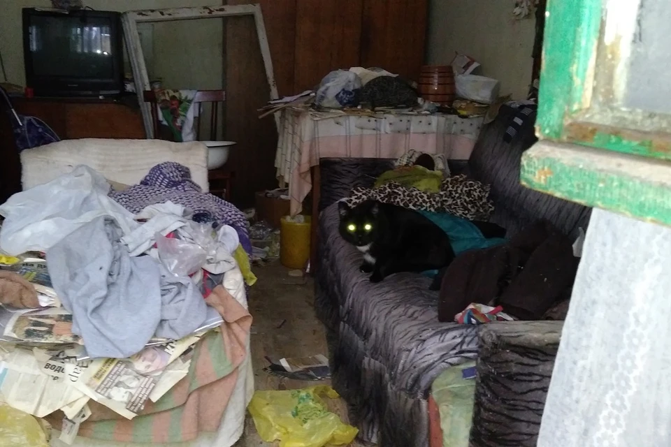 В Новосибирске кот живет в квартире один полгода, потому что хозяйка попала в больницу. Фото: предоставлено Марией.