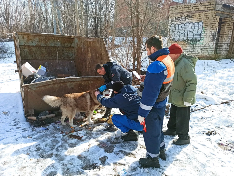 Спасенного хаски передали в один из приютов для животных / Фото: vk.com/obzhg