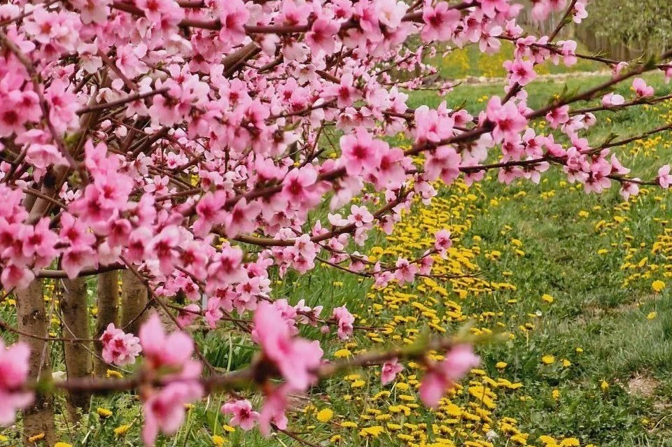 На Кубани зацвели персиковые деревья. Фото: t.me/makovozovy