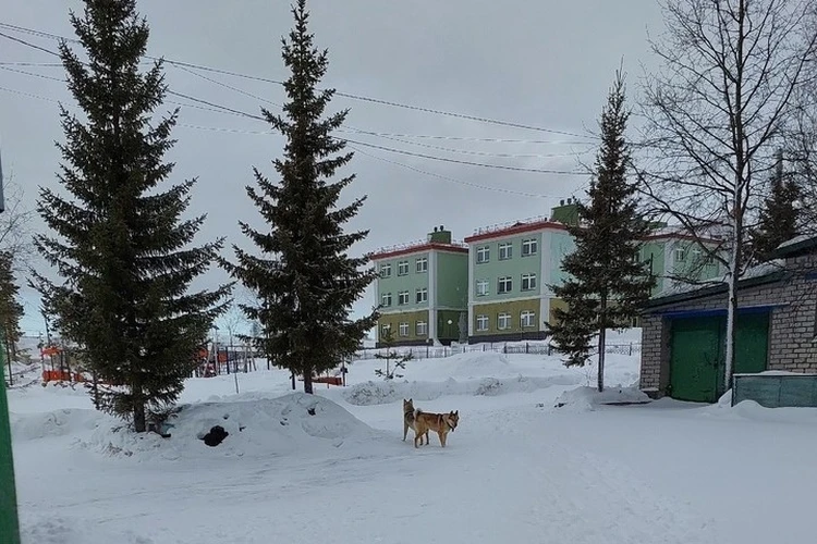 «Кидаются на людей, окружают стаей»: ноябряне жалуются на агрессивных собак, заполонивших город