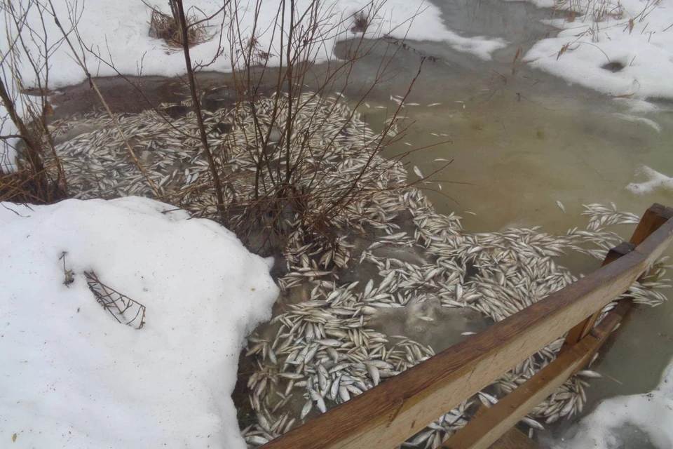 Мёртвые туши рыбы нашли рядом с купальней. Фото: Предоставлено Дарьей Волковой.