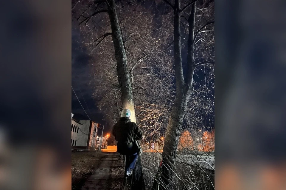 Дерево оказалось очень высоким. Фото: «ЗооСпас в Екатеринбурге»