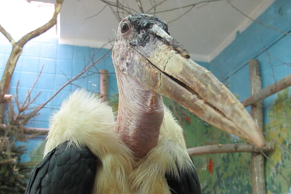 Несмотря на внешний вид, марабу чувствует себя нормально. Насколько это возможно в его возрасте. Фото: Ленинградский зоопарк