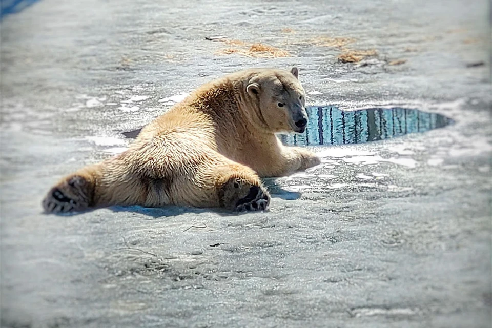 Фото: vk.com/bol_zoo