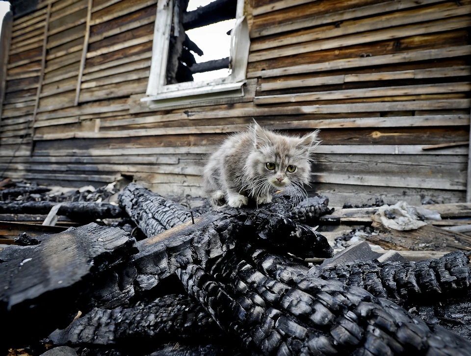 Кот остался один в садовом домике