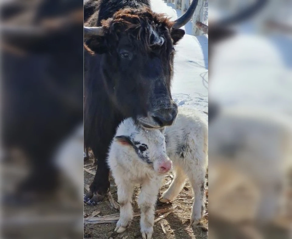 Фото: ГБУ РС(Я) «ДБР ООПТ и ПП»