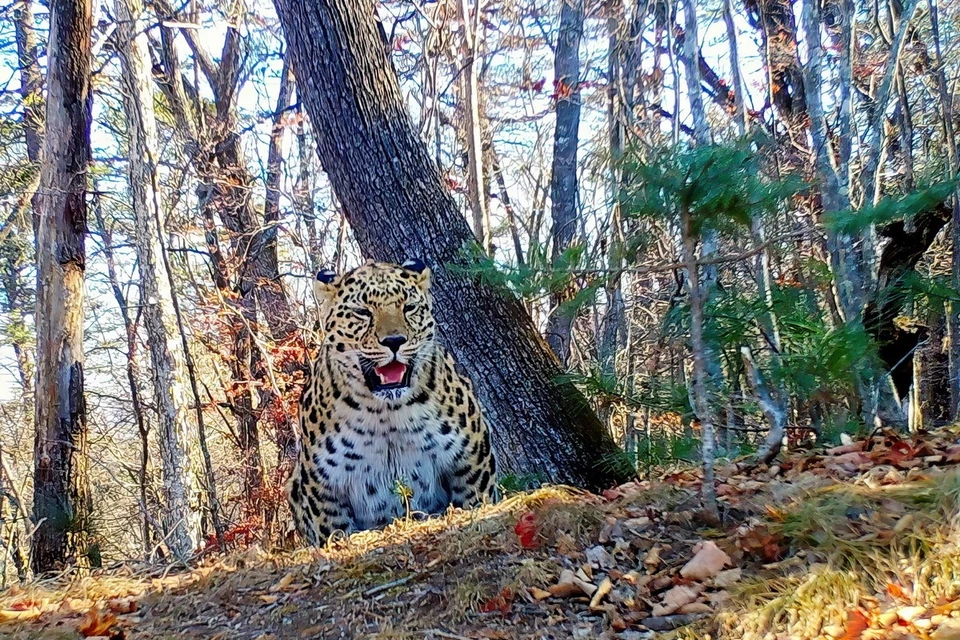 Леопард Бархат метит территорию.