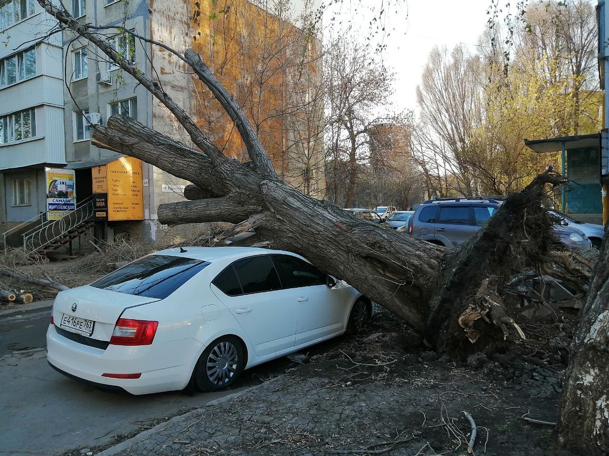 Стало известно, что происходит на улице Ташкентской в Самаре 16 апреля, где  на машину упало дерево - KP.RU