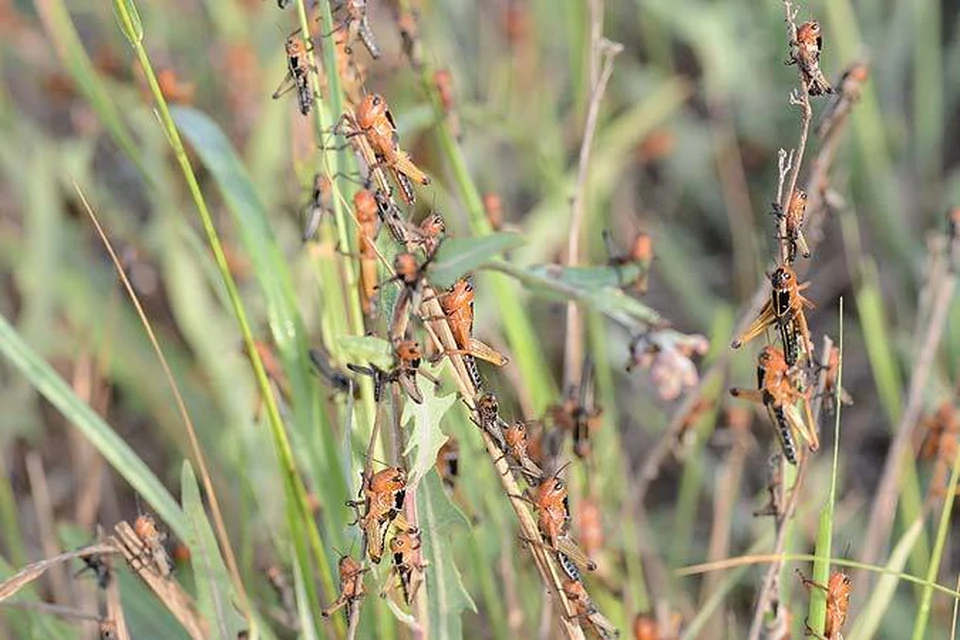К нашествию саранчи готовятся в Волгоградской области