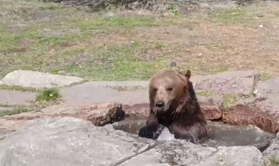 Бурый мишка принимает ванны