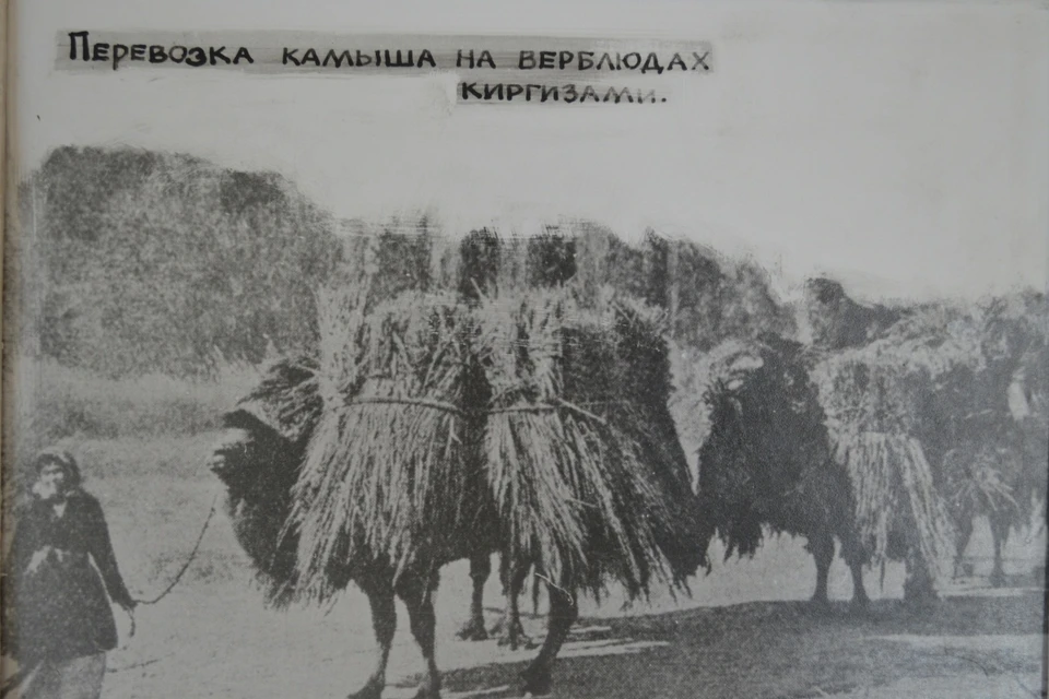 Сколько горбов у верблюда? Фото: объединенный государственный архив Челябинской области