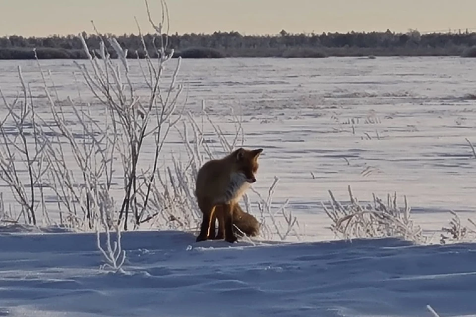 В одном из сел Октябрьского района ввели карантин по бешенству