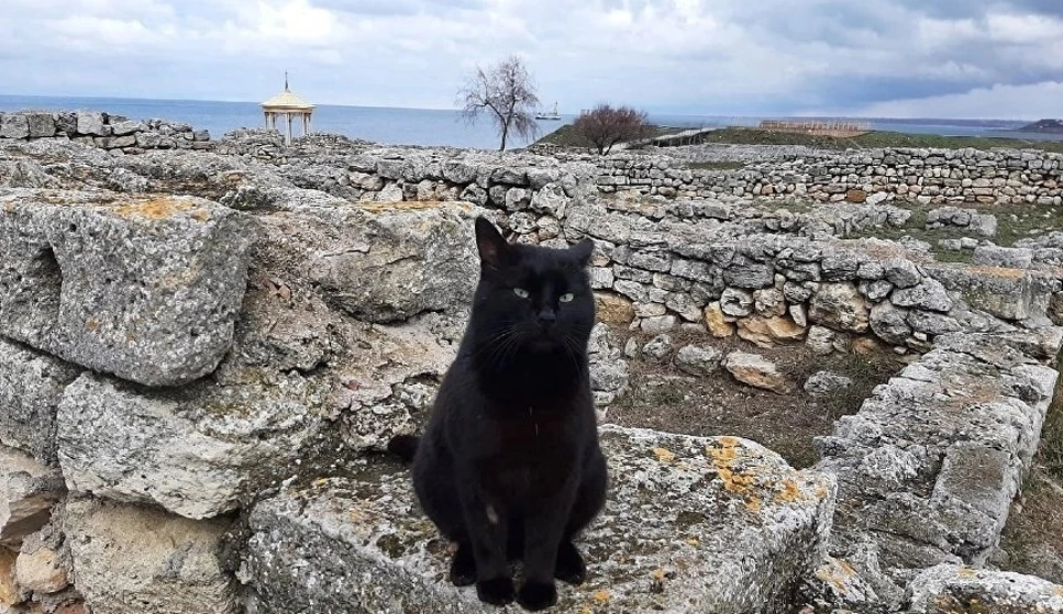 Разыскивается котик по кличке Зевс. Фото: ВК "Коты Херсонеса"