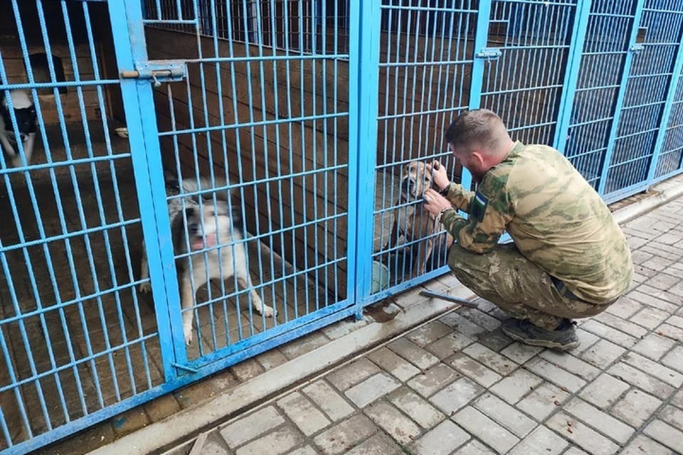 Сейчас приют переполнен. Фото: «4 ЛАПКИ»